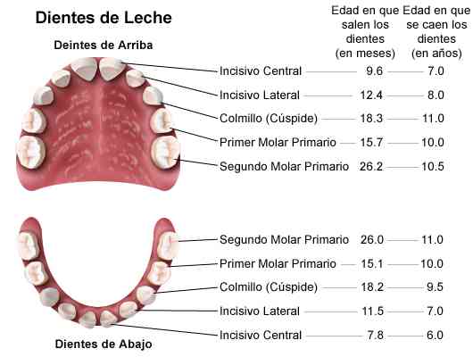 Guía Completa Sobre El Desarrollo Dental En Bebés - Kids Advisor